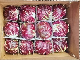 라디치오