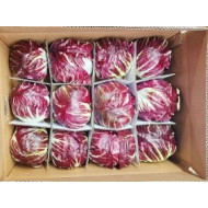 라디치오_12입_수입