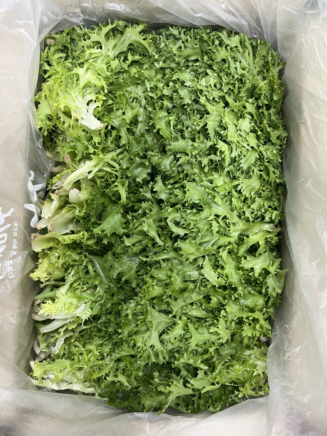 치커리_300G