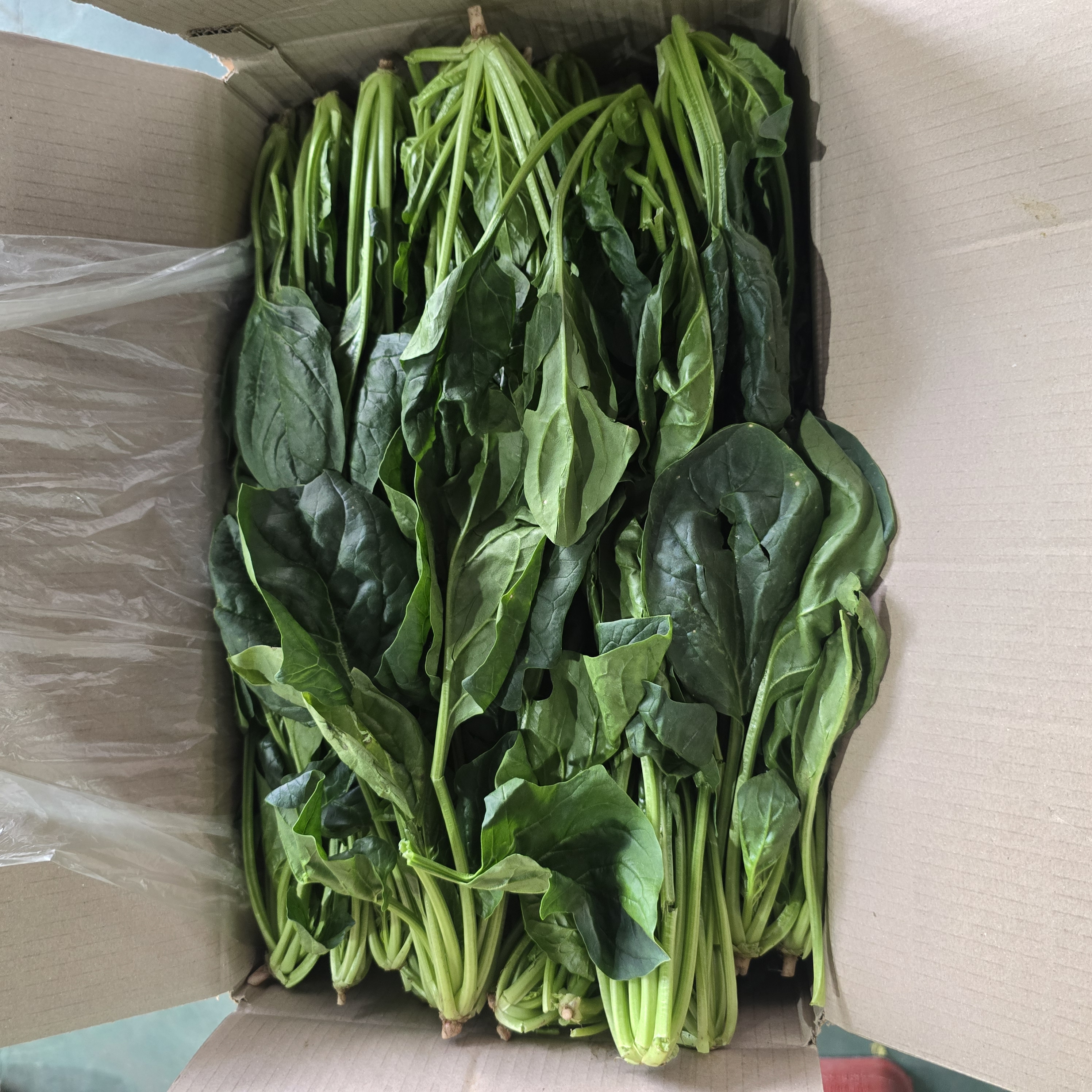 시금치
