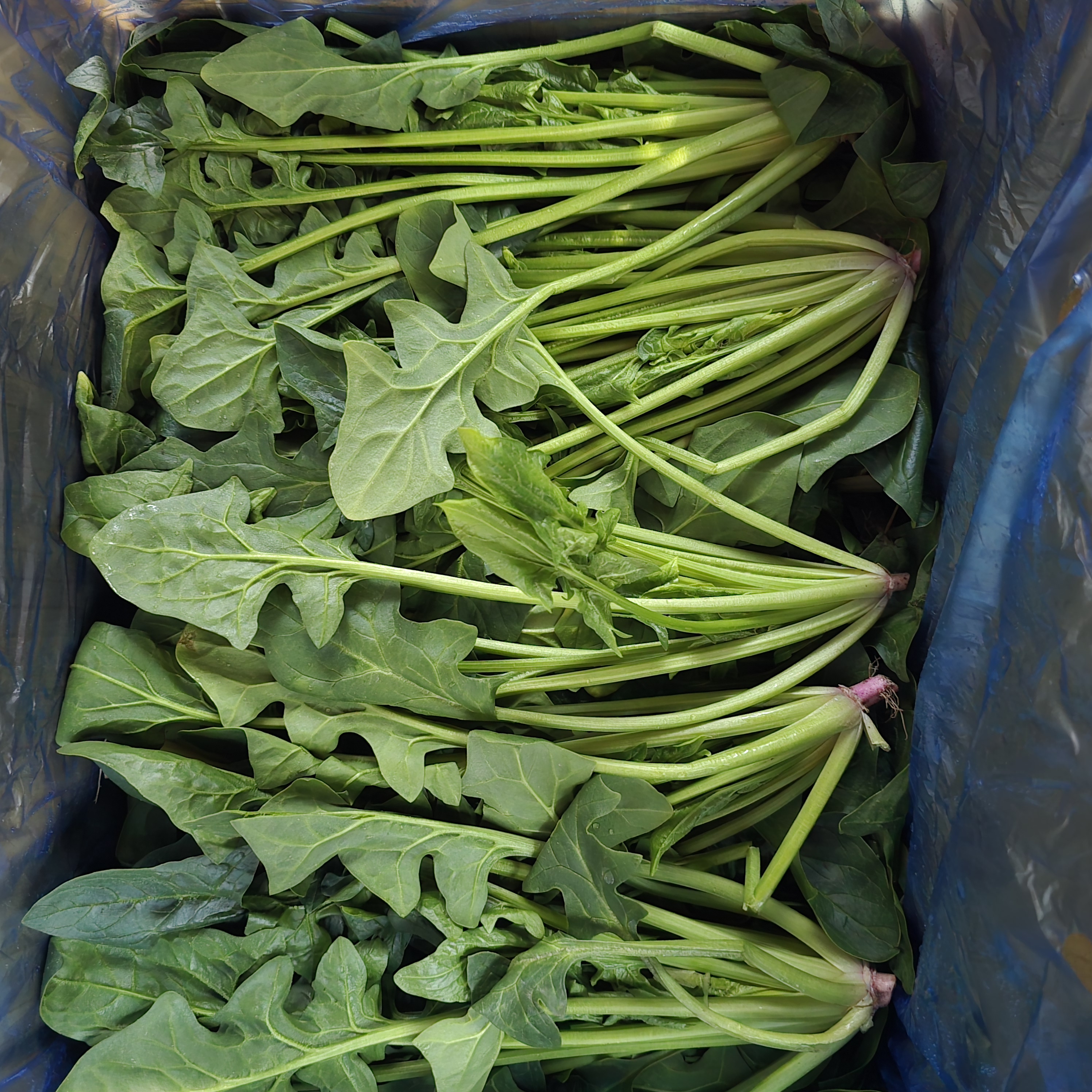 시금치_지방_4kg