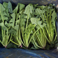 시금치_지방_4kg