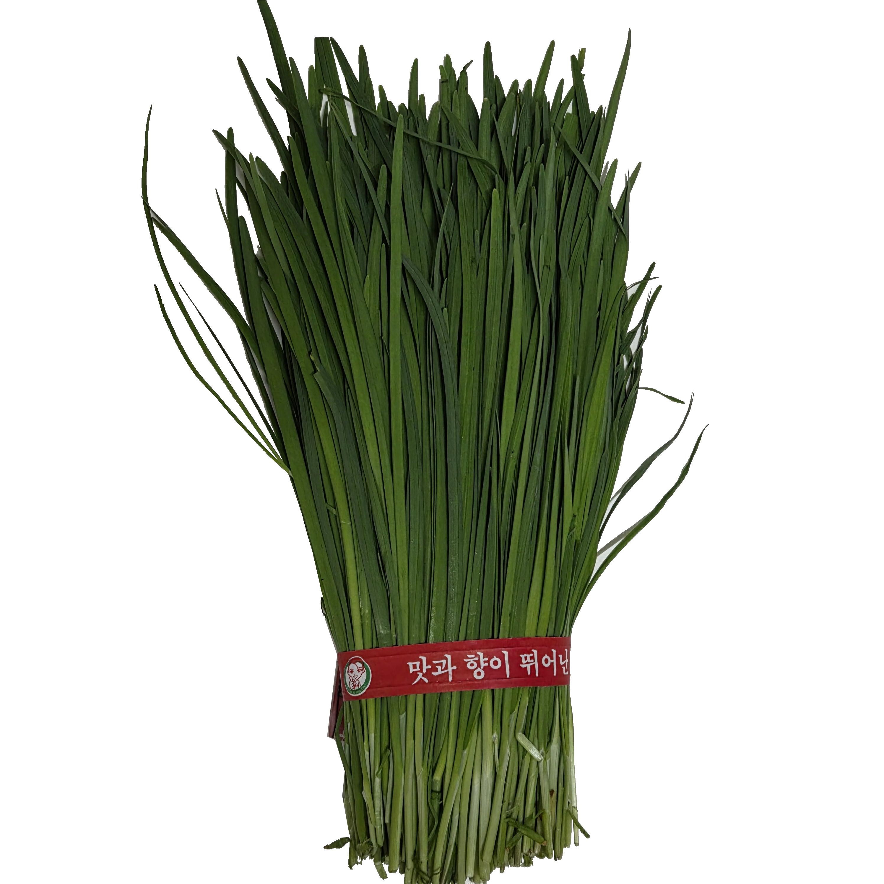 부추/특 (500g단)