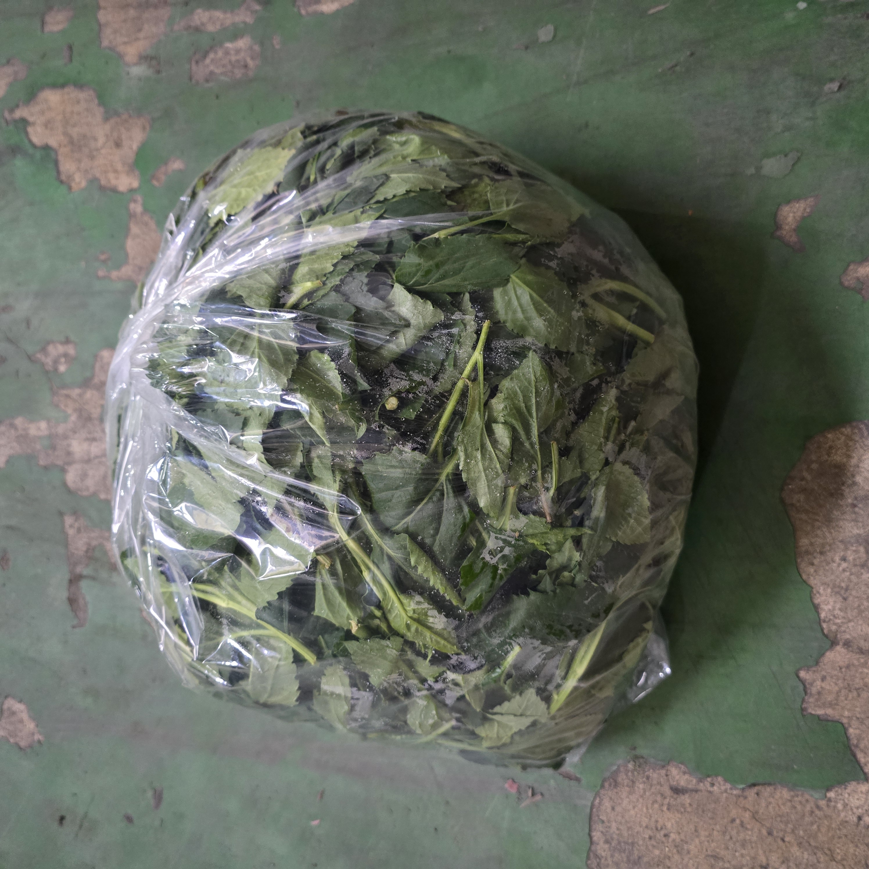 부지겡이취나물_2kg