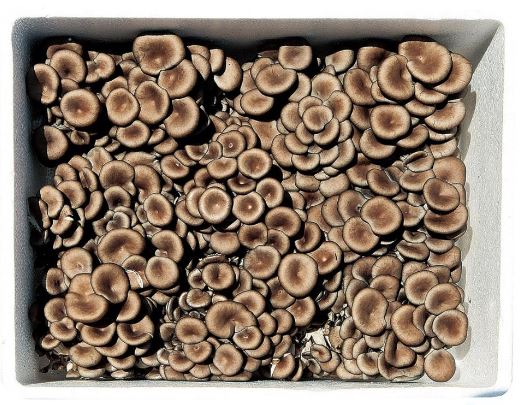 맛타리_벌크_2kg_꽃작업