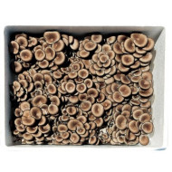 맛타리_벌크_2kg_꽃작업