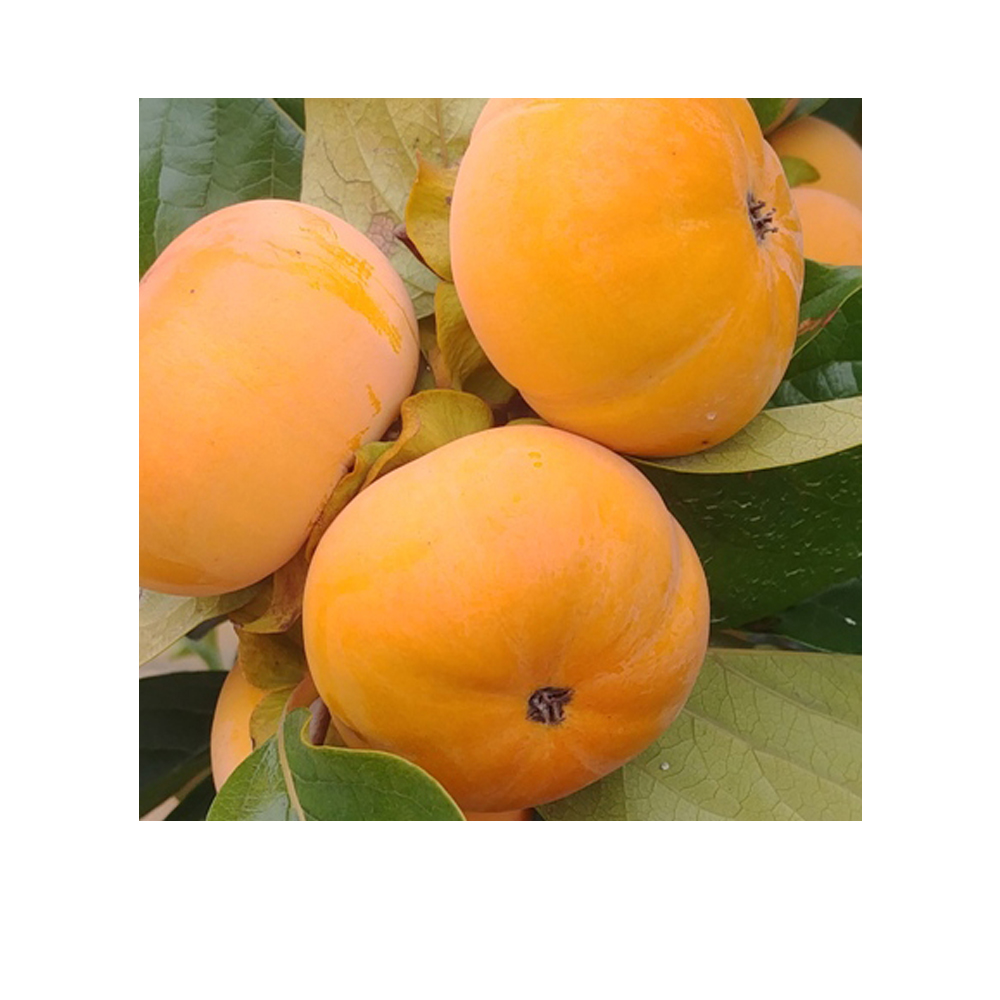 단감