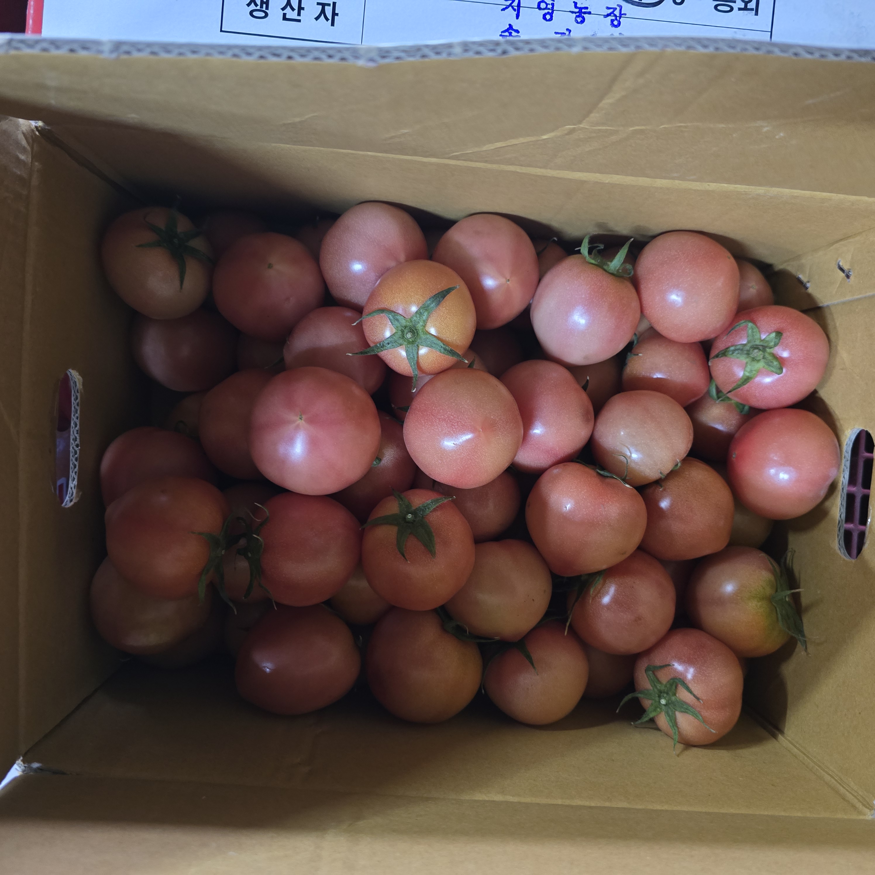 완숙토마토-S_5kg_BOX