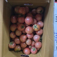 완숙토마토-S_5kg_BOX