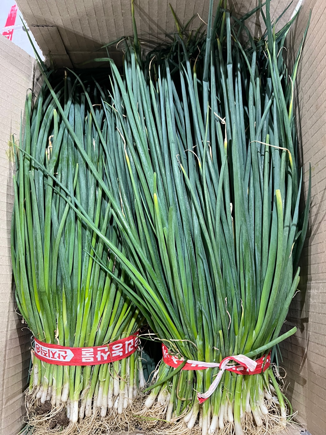 실파_특_500g