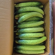 백다다기2_10kg