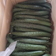 오이_가시오이중_10kg