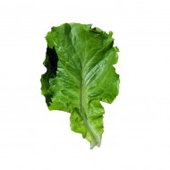 생채_100g