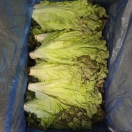 포기상추_지방_4kg