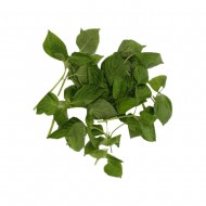 깻잎순(kg)