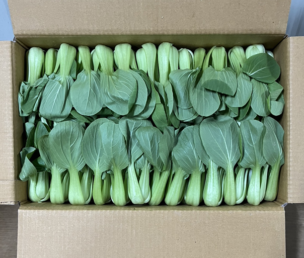 청경채콘 (4kg)