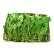 산취나물_4kg