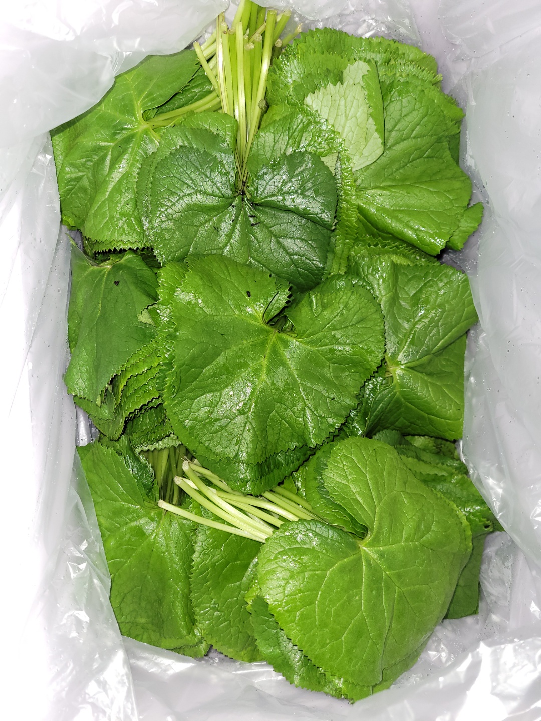 곰취_2kg