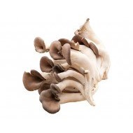 느타리버섯_500g