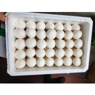 양송이대 _2kg