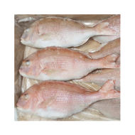 참돔_냉동7미 _5.5kg
