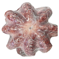 문어_자숙1kg±50g