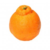 한라봉