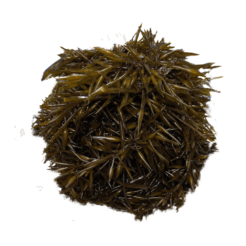 톳(염장)