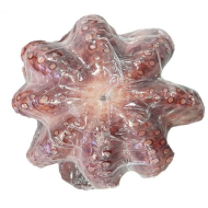 자숙문어(예맨)