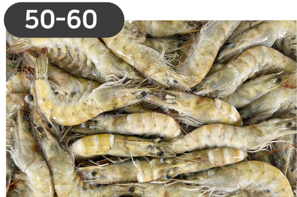 라운드새우50/60(사우디)