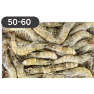 라운드새우50/60(사우디)