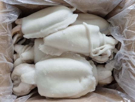 갑오징어홀300/500