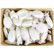 갑오징어홀100/200