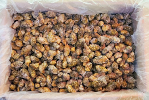 오만둥이(국산)