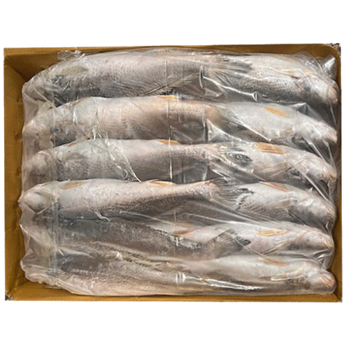 민어조기(냉동)
