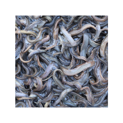 미꾸라지(냉동)
