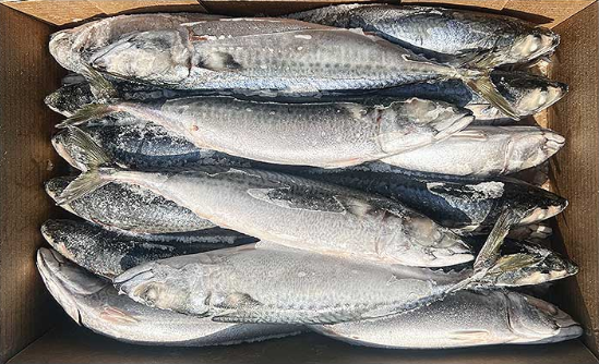 고등어(국내산/34미)