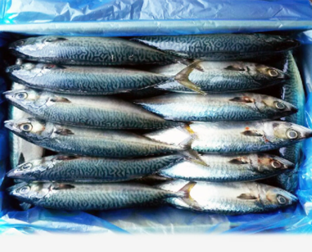 고등어(국내산/30미)