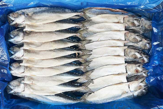 간고등어20손중(국내산)