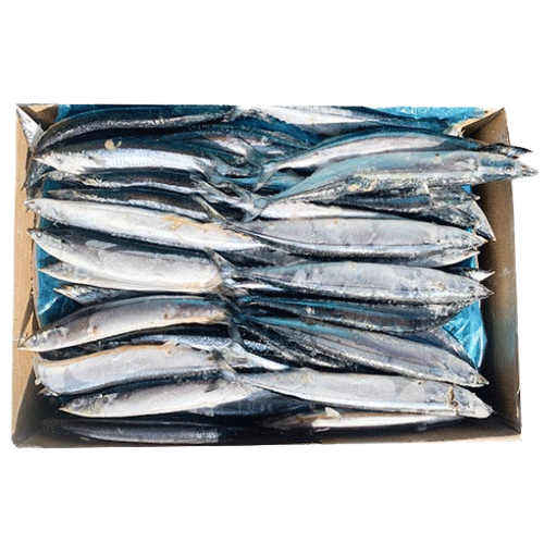 꽁치1번(A급/대만)