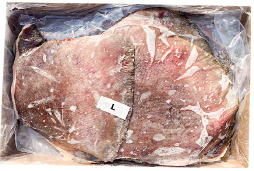 가오리무탈피(미국)