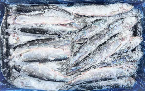 청어50미~55미(국산)